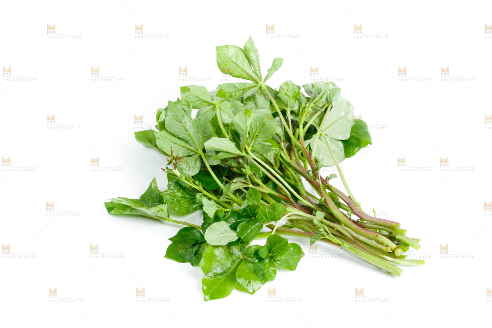 白底上放着湖北白花菜