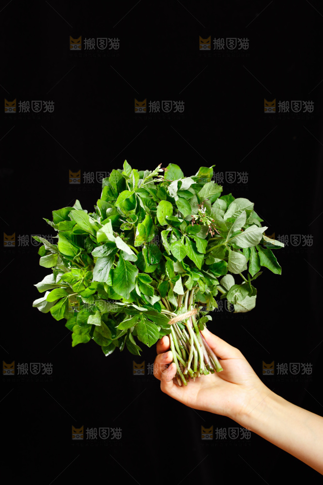 手里拿着一把白花菜