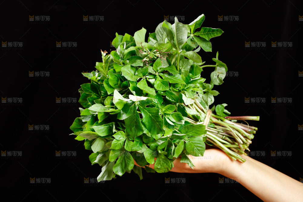 手里拿着一把白花菜