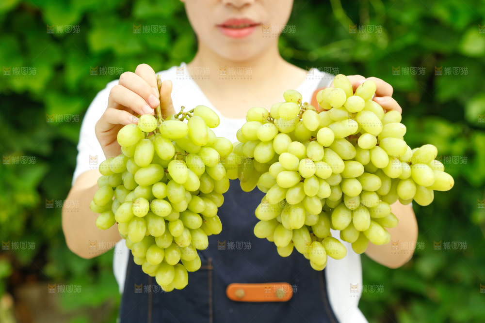 手里拿着马奶提子