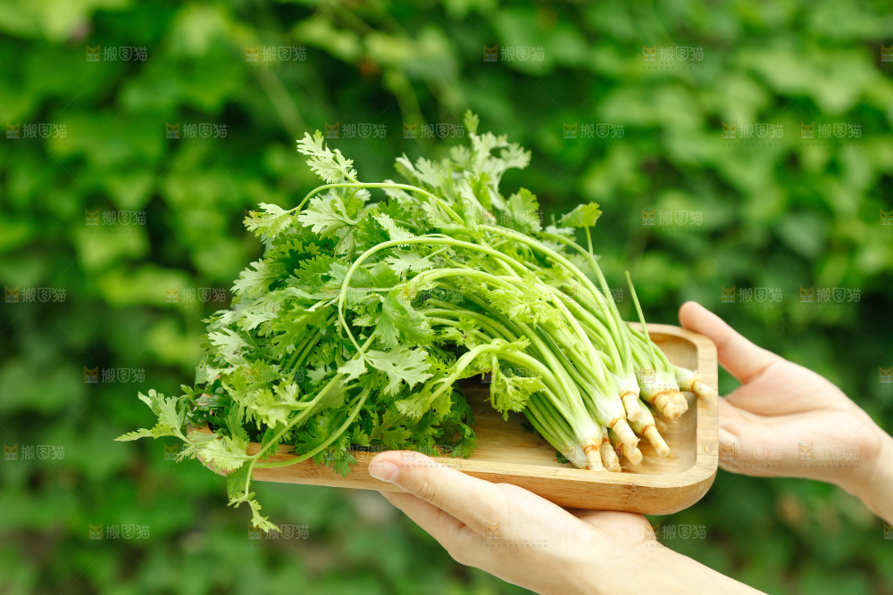 手里端着一盘小叶香菜
