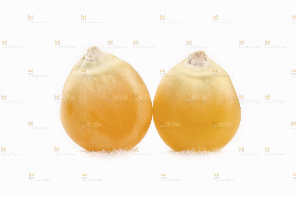 白底上的玉米粒