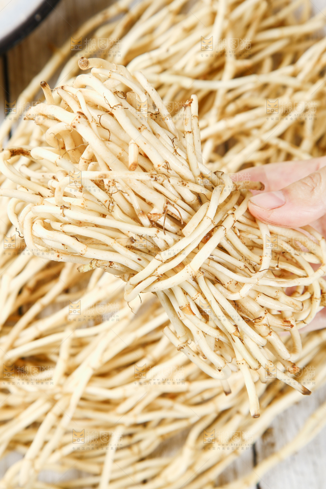 手里拿着四川鱼腥草
