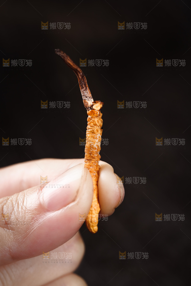 手里拿着一个冬虫草