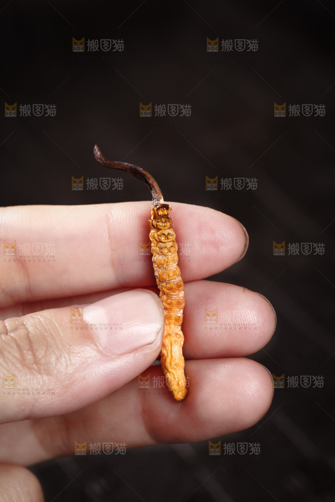 手里拿着一个冬虫草