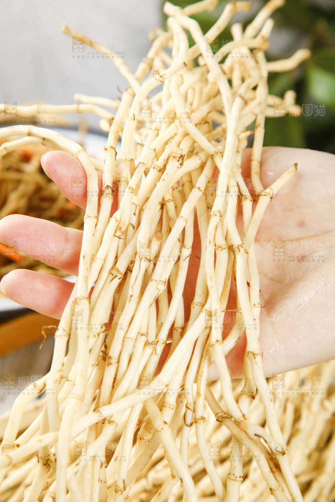 手里拿着四川鱼腥草