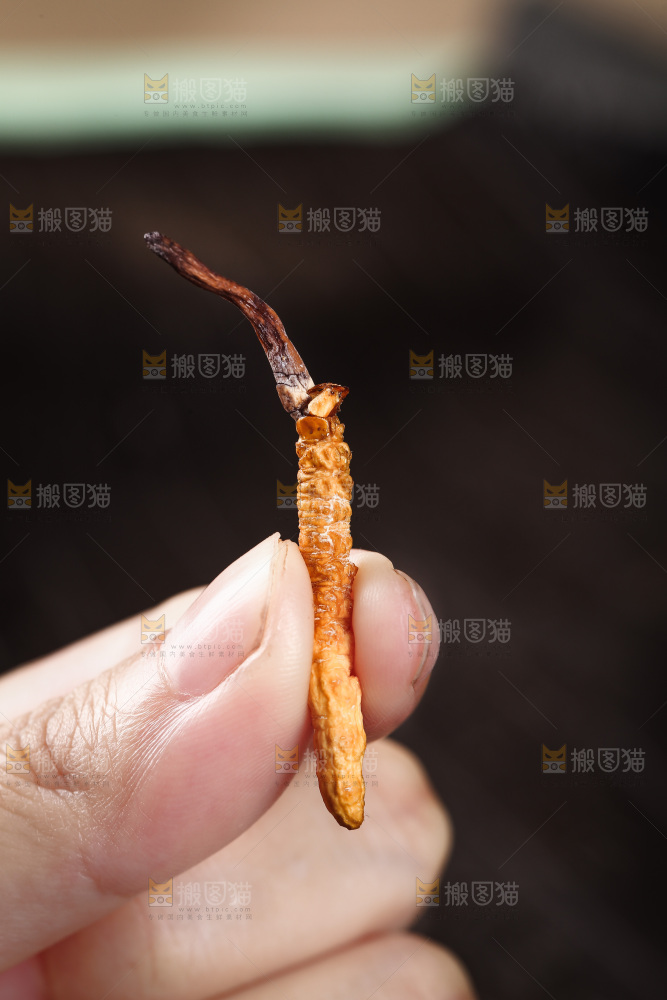 手里拿着一个冬虫草