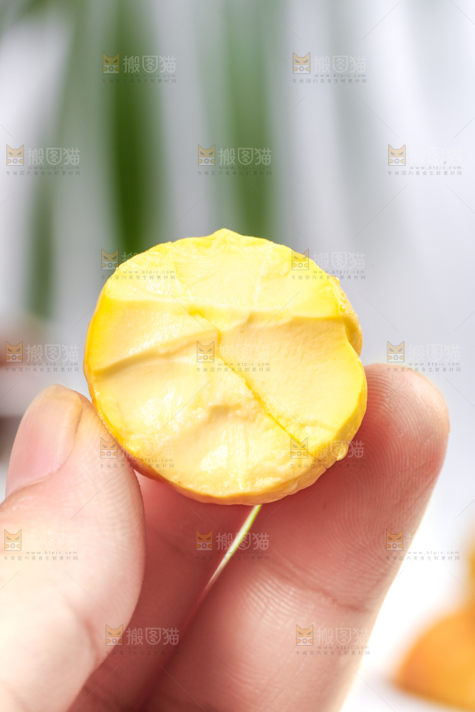 手里拿着锥栗仁