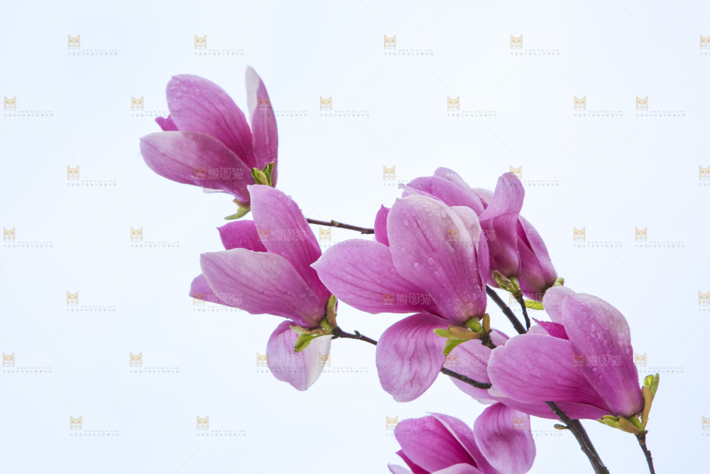 户外的玉兰花