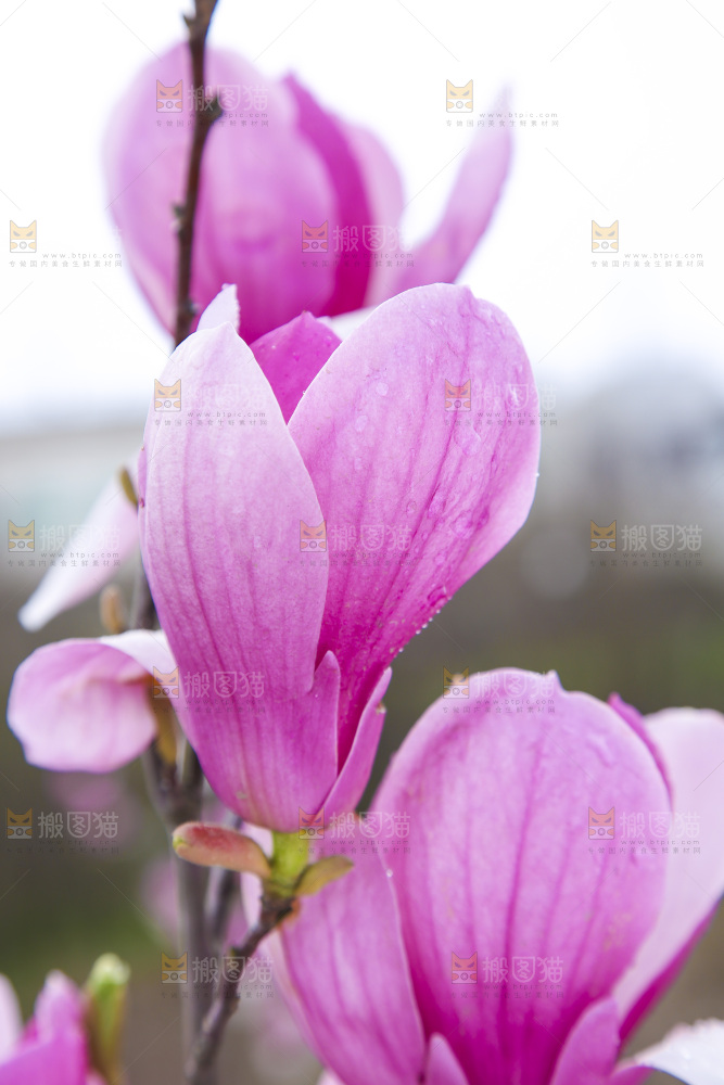 户外的玉兰花