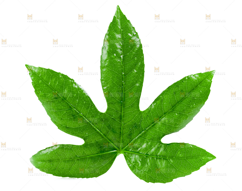 白底上放着一片绿叶