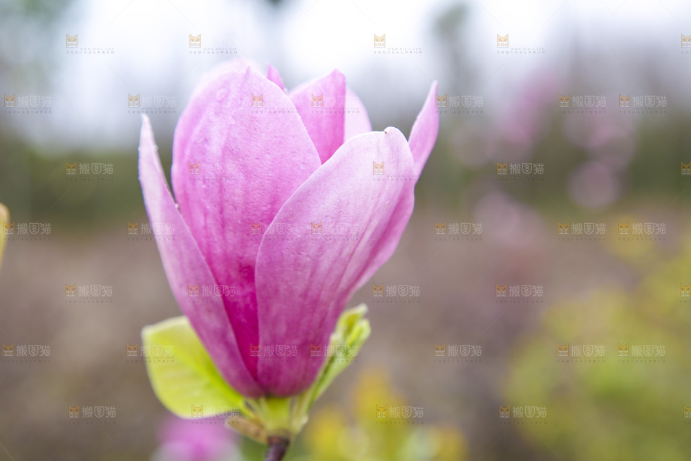 户外的玉兰花
