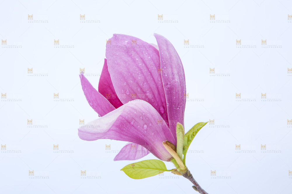 户外的玉兰花