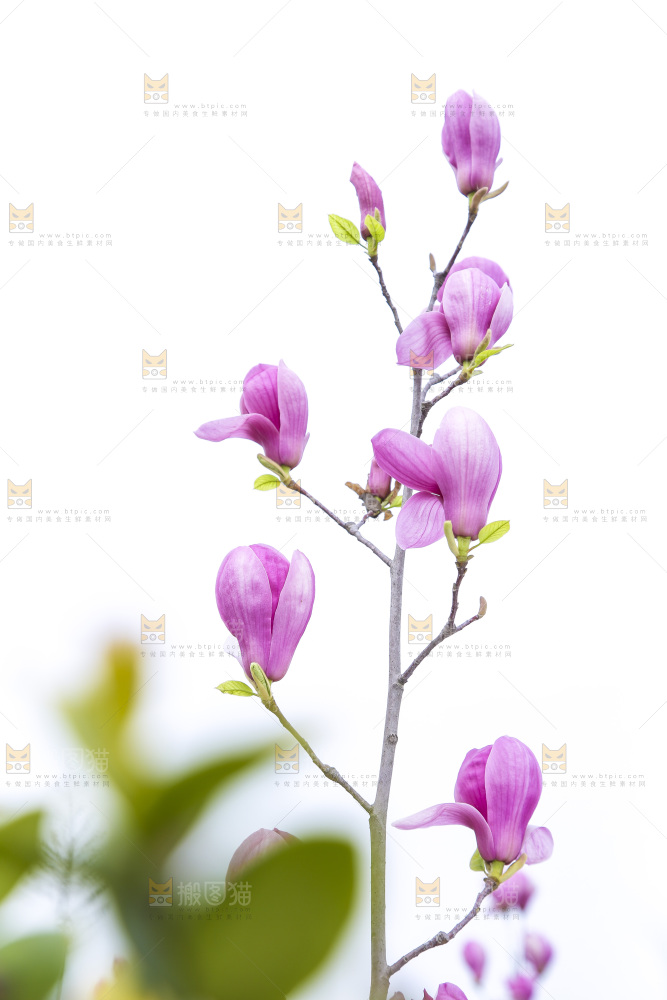 户外的玉兰花
