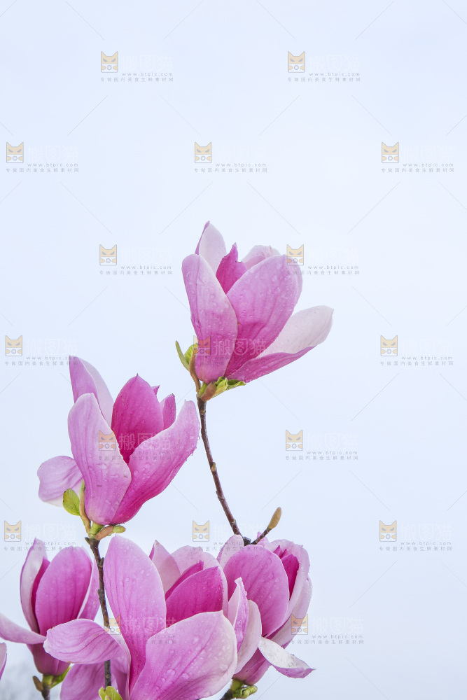 户外的玉兰花