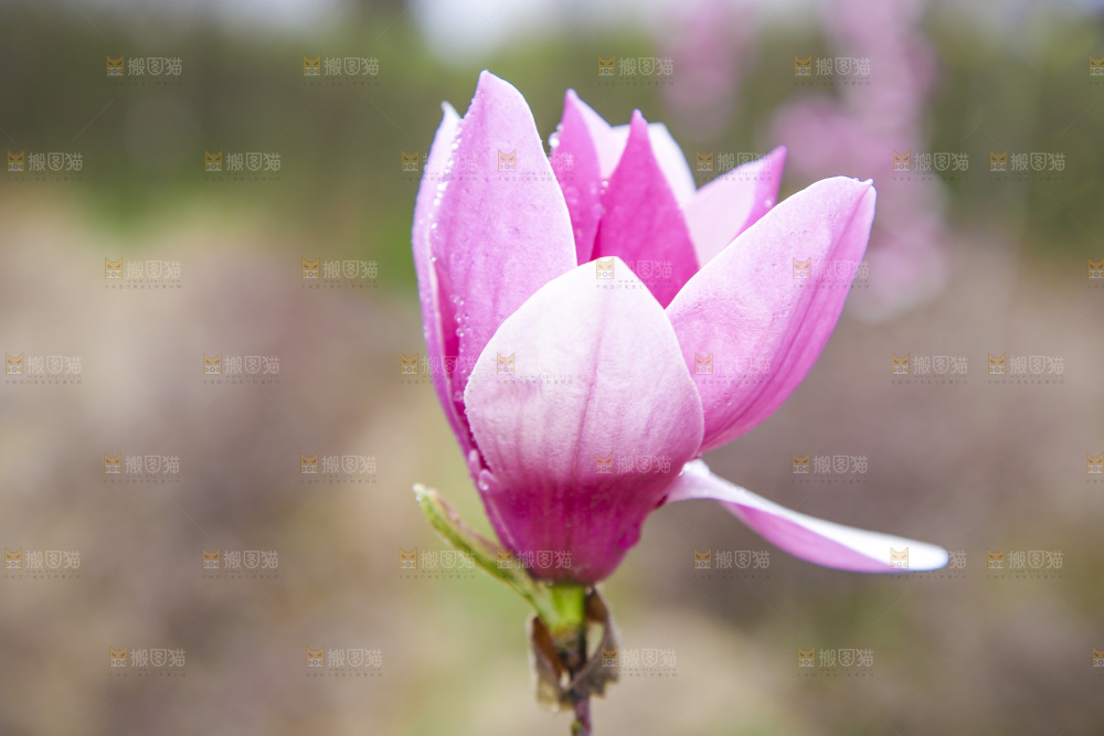 户外的玉兰花