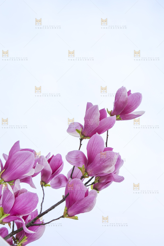 户外的玉兰花