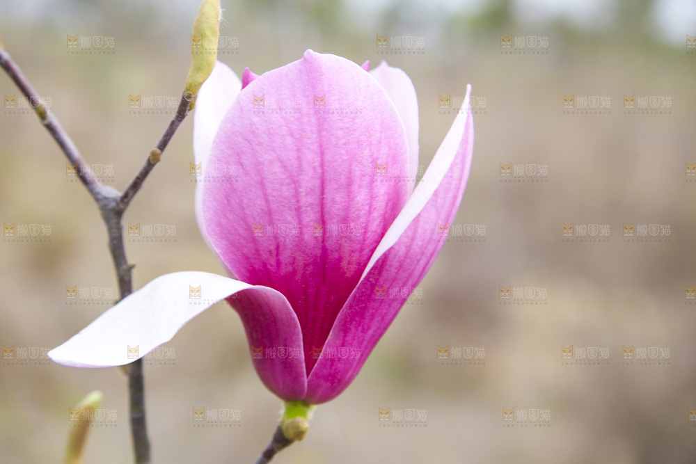 户外的玉兰花