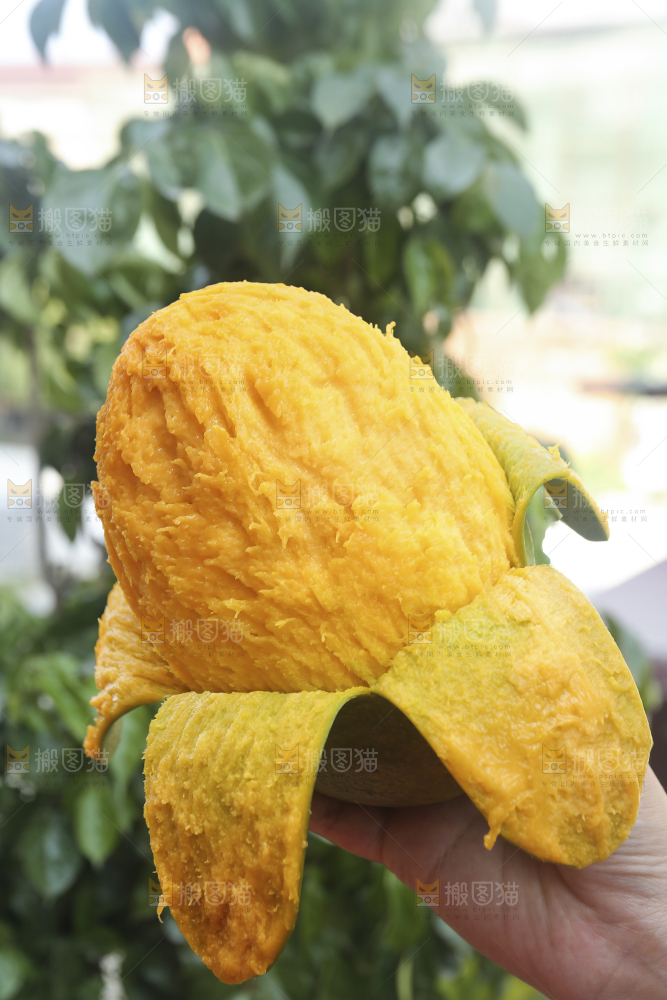 手里拿着青皮凯特芒