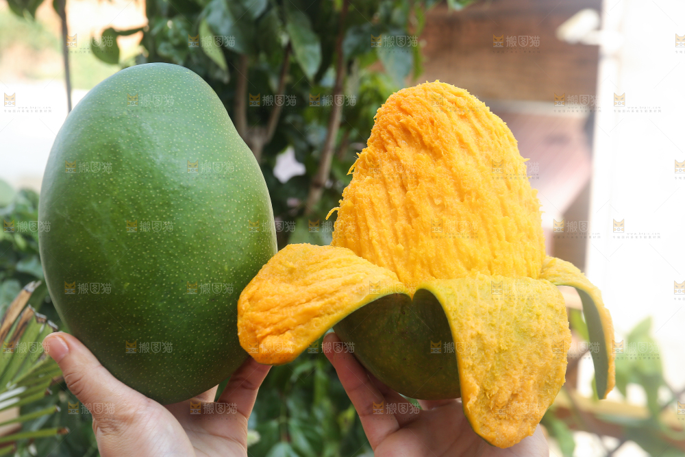 手里拿着青皮凯特芒