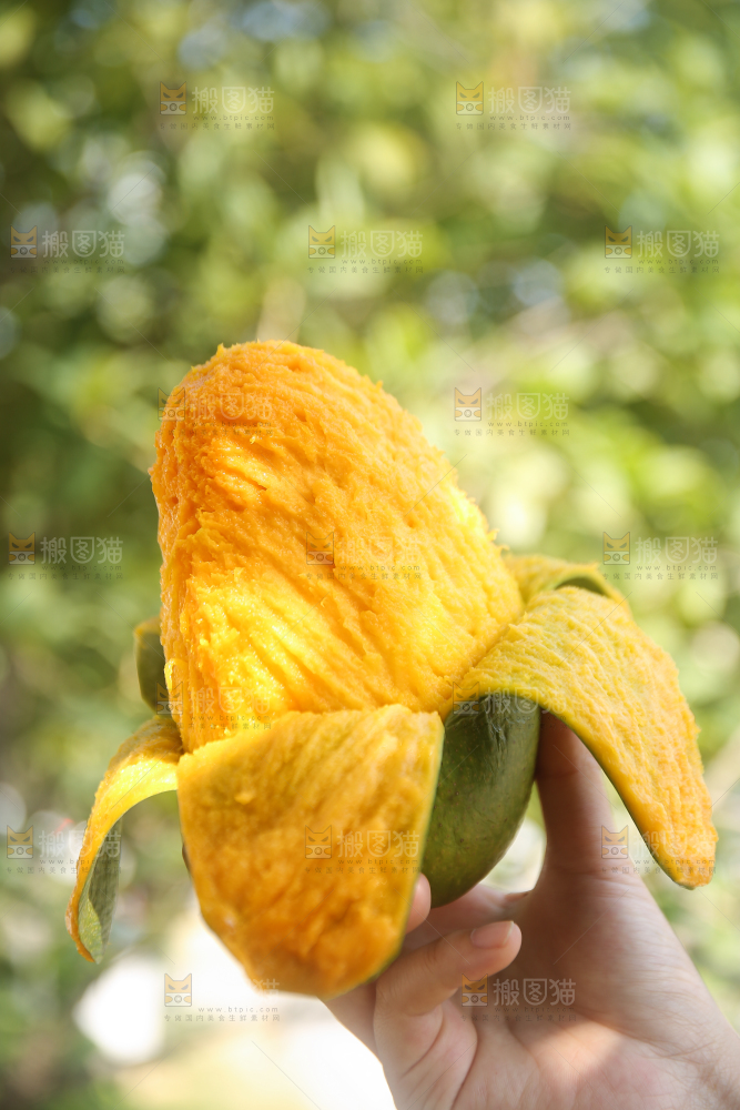 手里拿着青皮凯特芒