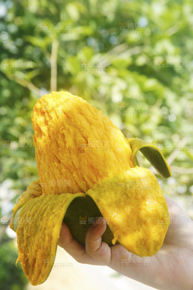 手里拿着青皮凯特芒