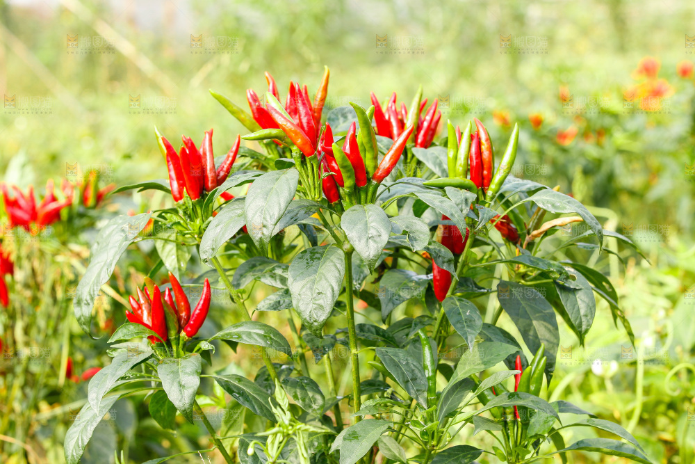 红辣椒种植