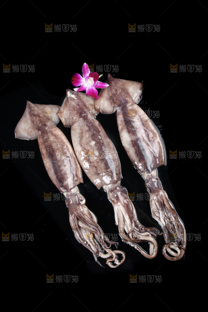 黑底上的鱿鱼