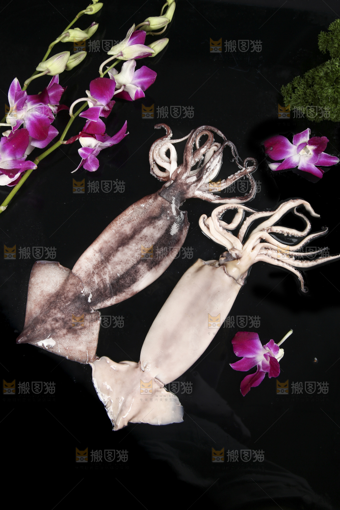 黑底上的鱿鱼