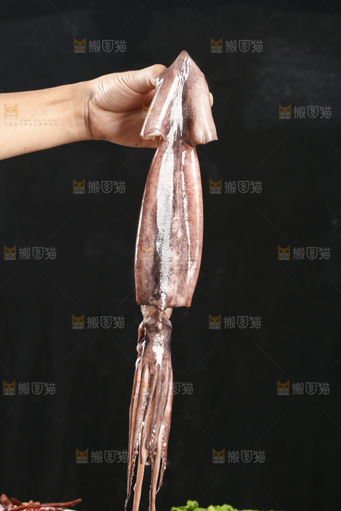 黑底上的鱿鱼