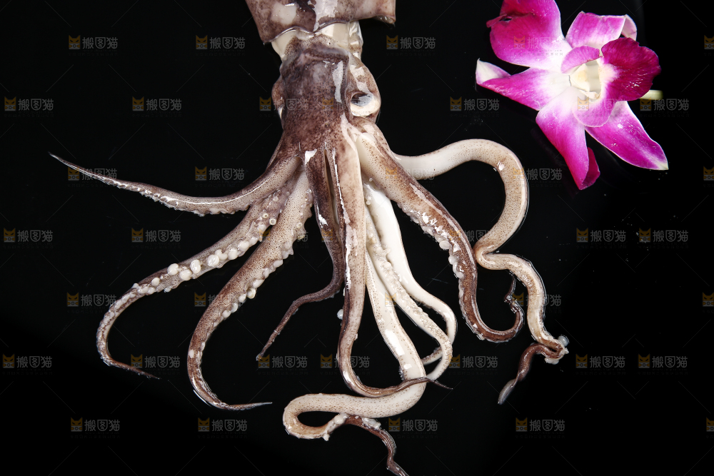 黑底上的鱿鱼