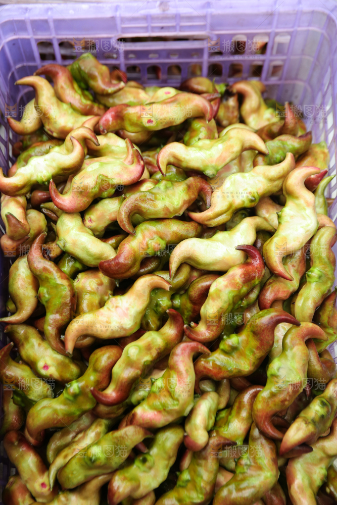 新鲜洪湖菱角采摘