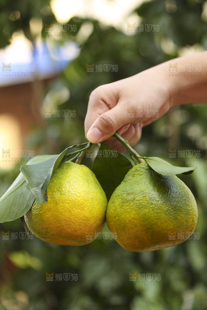 深底上的青皮丑橘