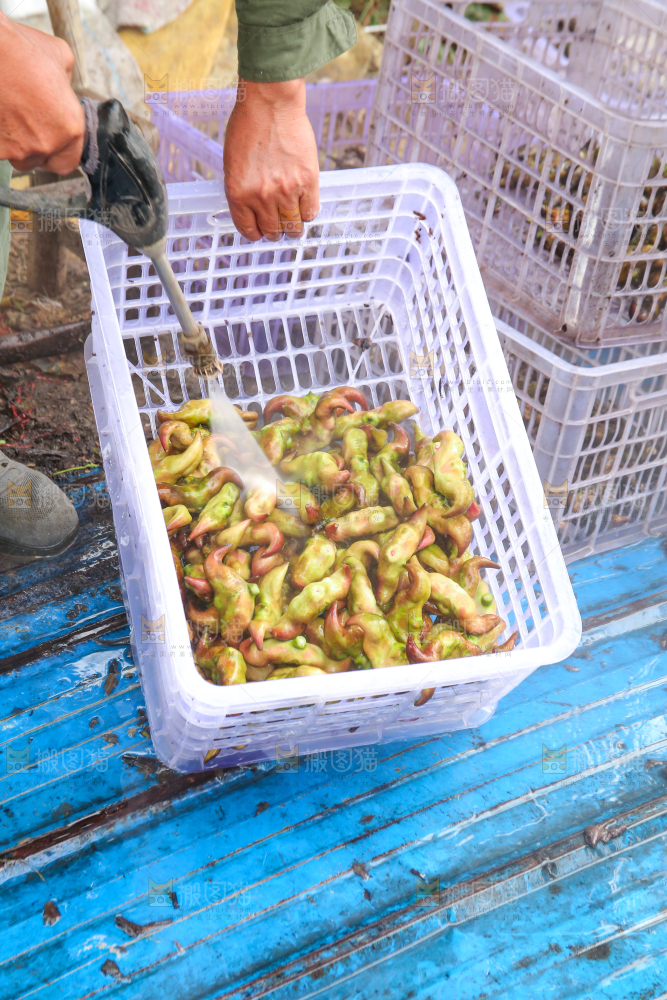 新鲜洪湖菱角采摘