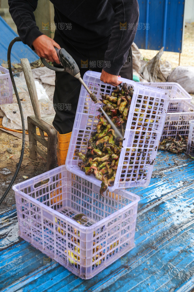 新鲜洪湖菱角采摘
