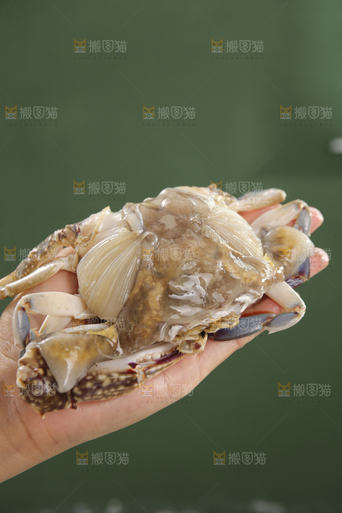 鲜活梭子蟹