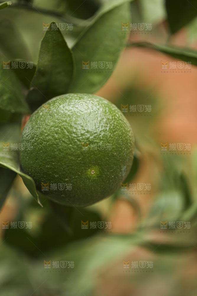 户外的青橘