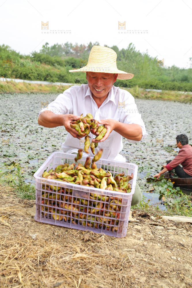 新鲜洪湖菱角采摘