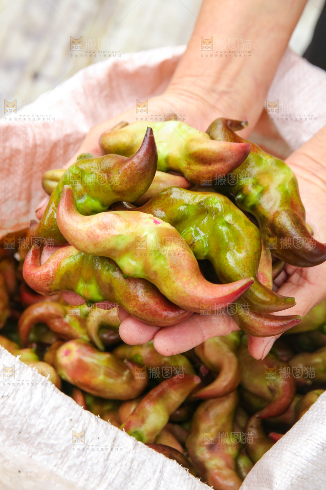 新鲜洪湖菱角采摘