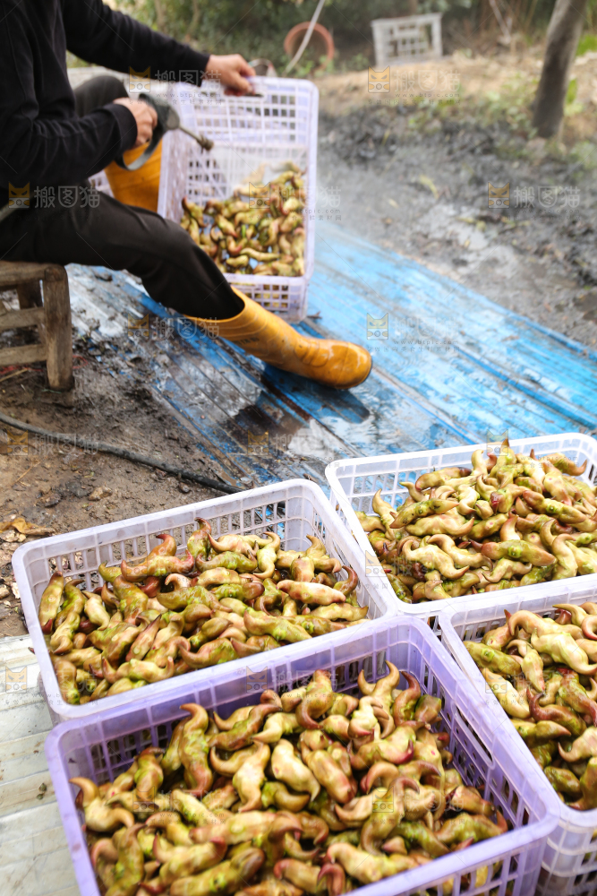 新鲜洪湖菱角采摘
