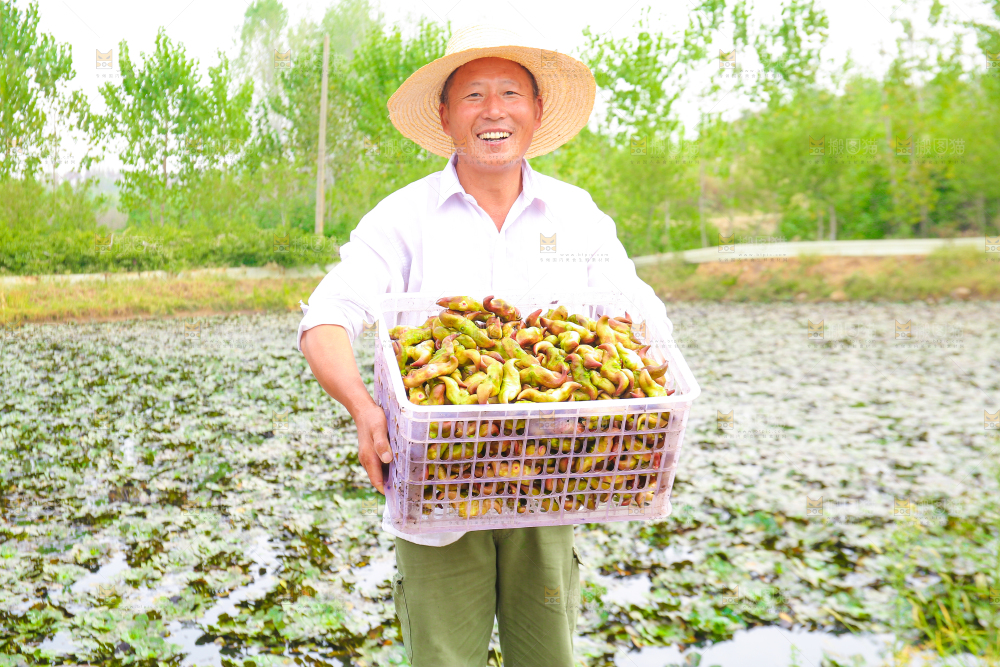 新鲜洪湖菱角采摘