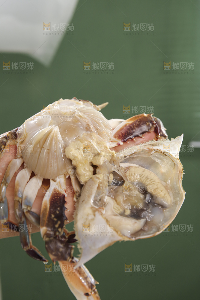 鲜活梭子蟹