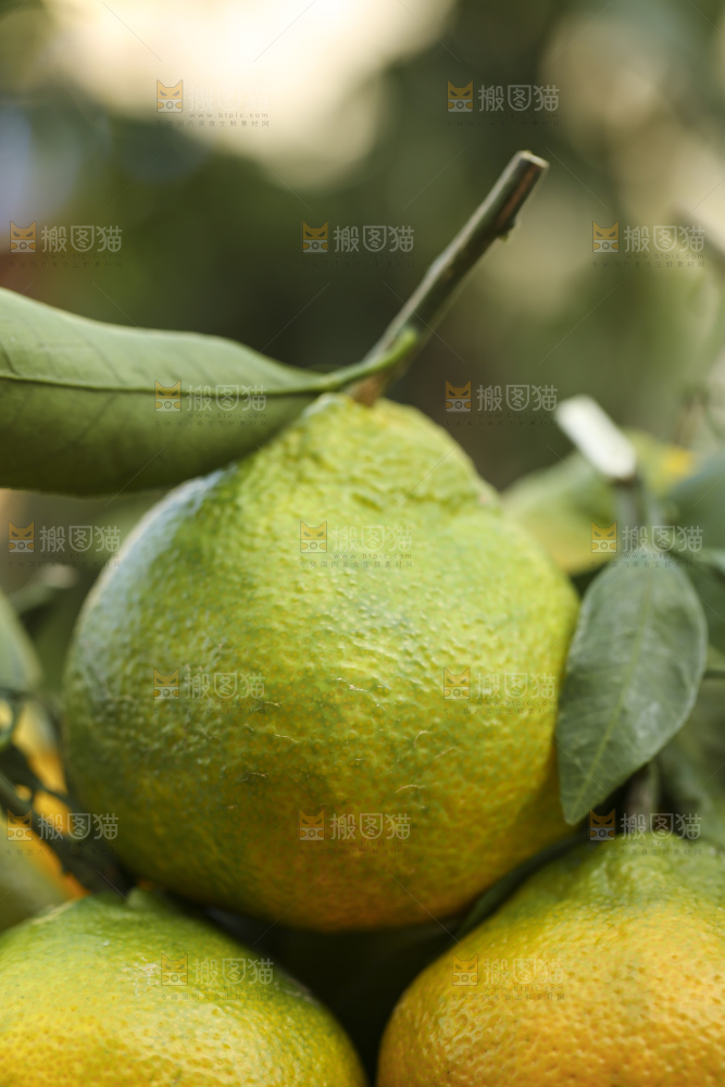 深底上的青皮丑橘