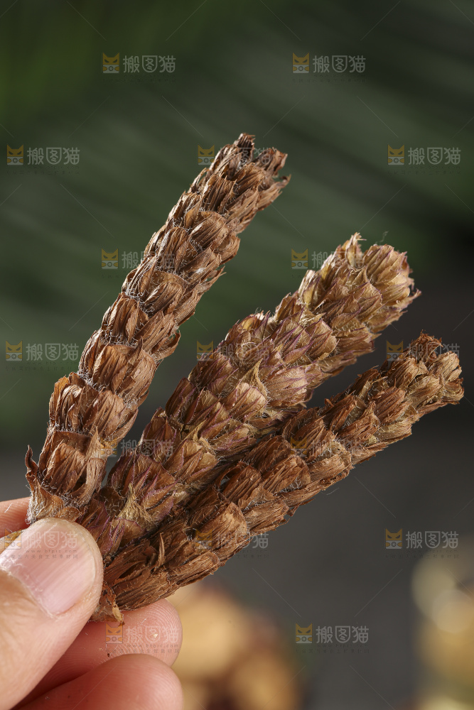 木底上的夏枯草