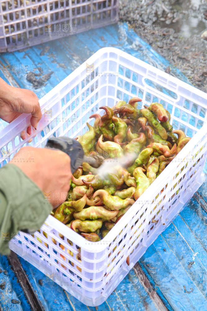 新鲜洪湖菱角采摘