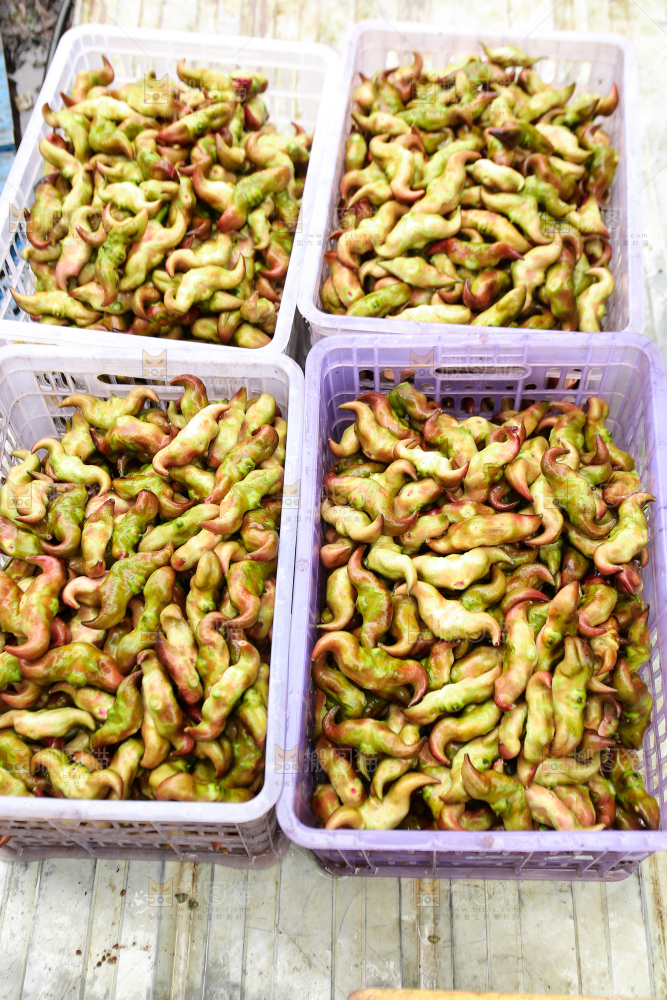 新鲜洪湖菱角采摘