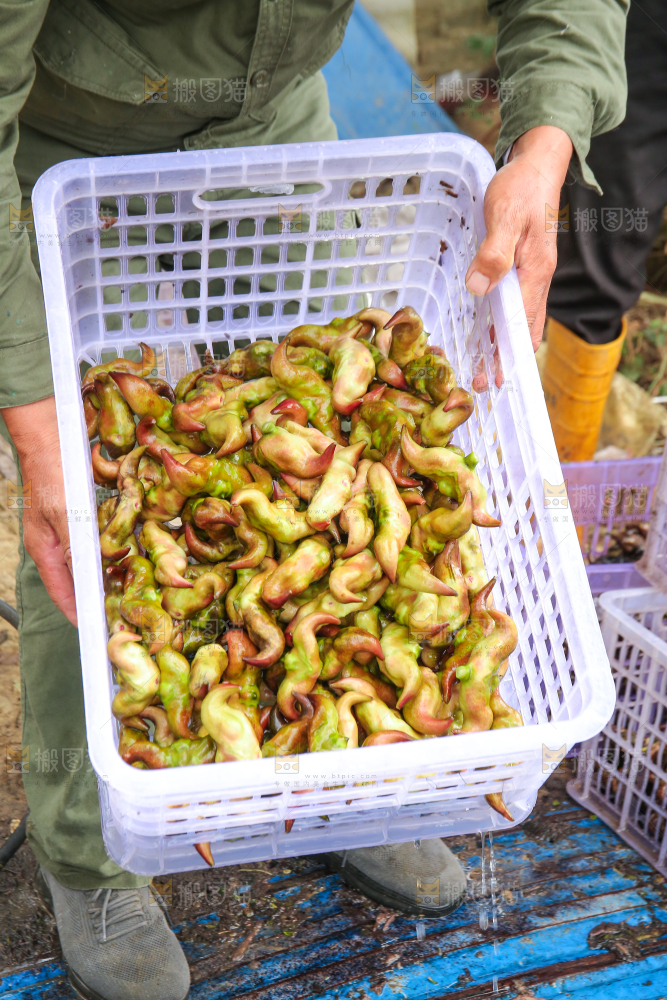 新鲜洪湖菱角采摘