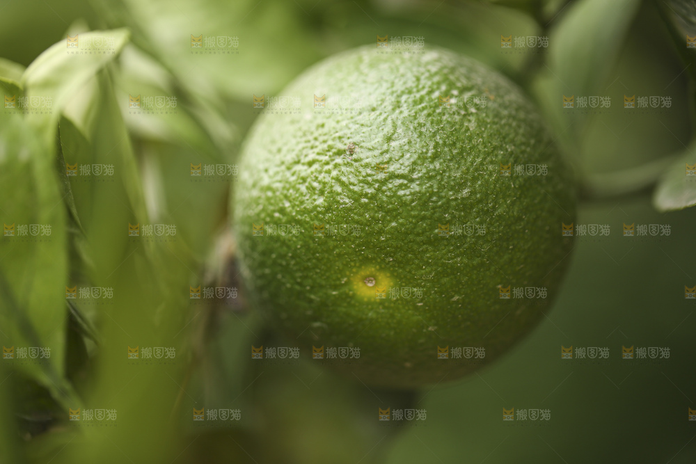 户外的青橘