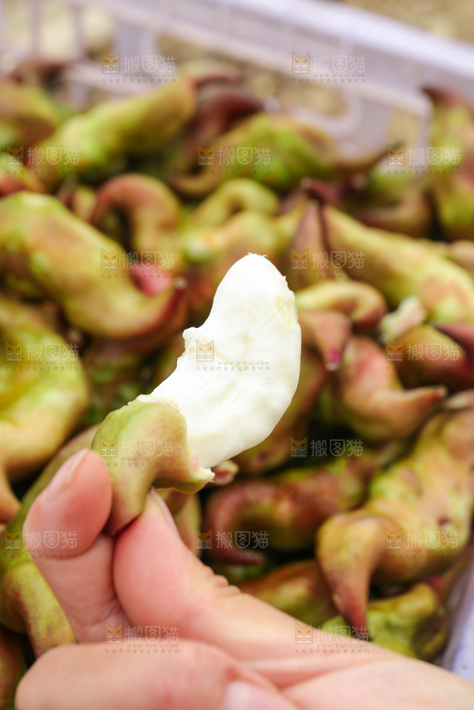 新鲜洪湖菱角采摘