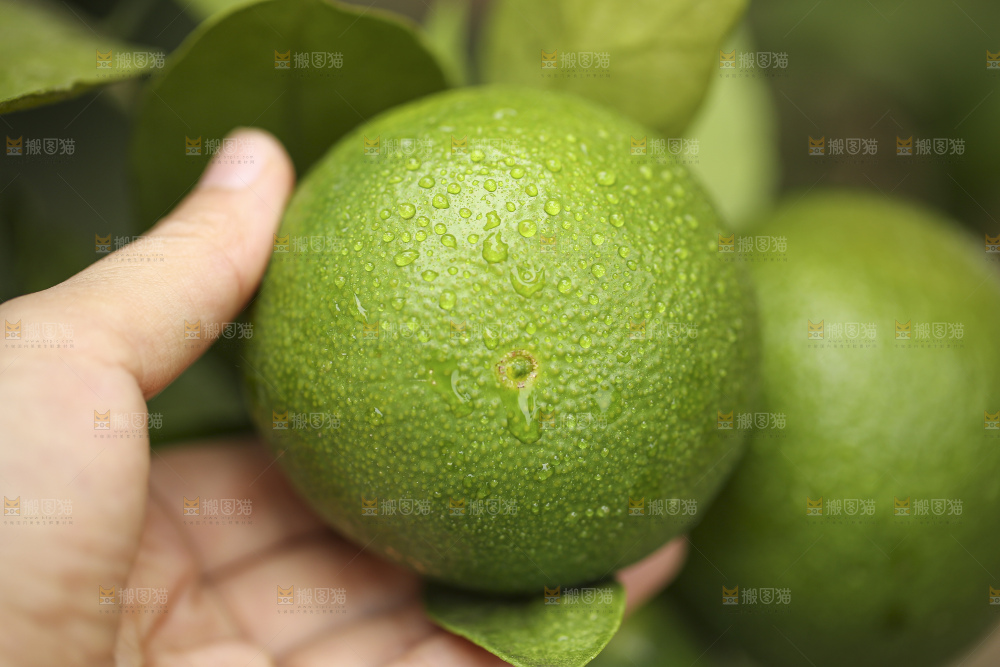 户外的青橘